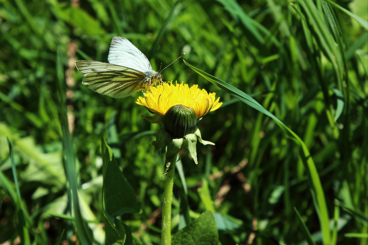 dandelion butterfly yellow free photo