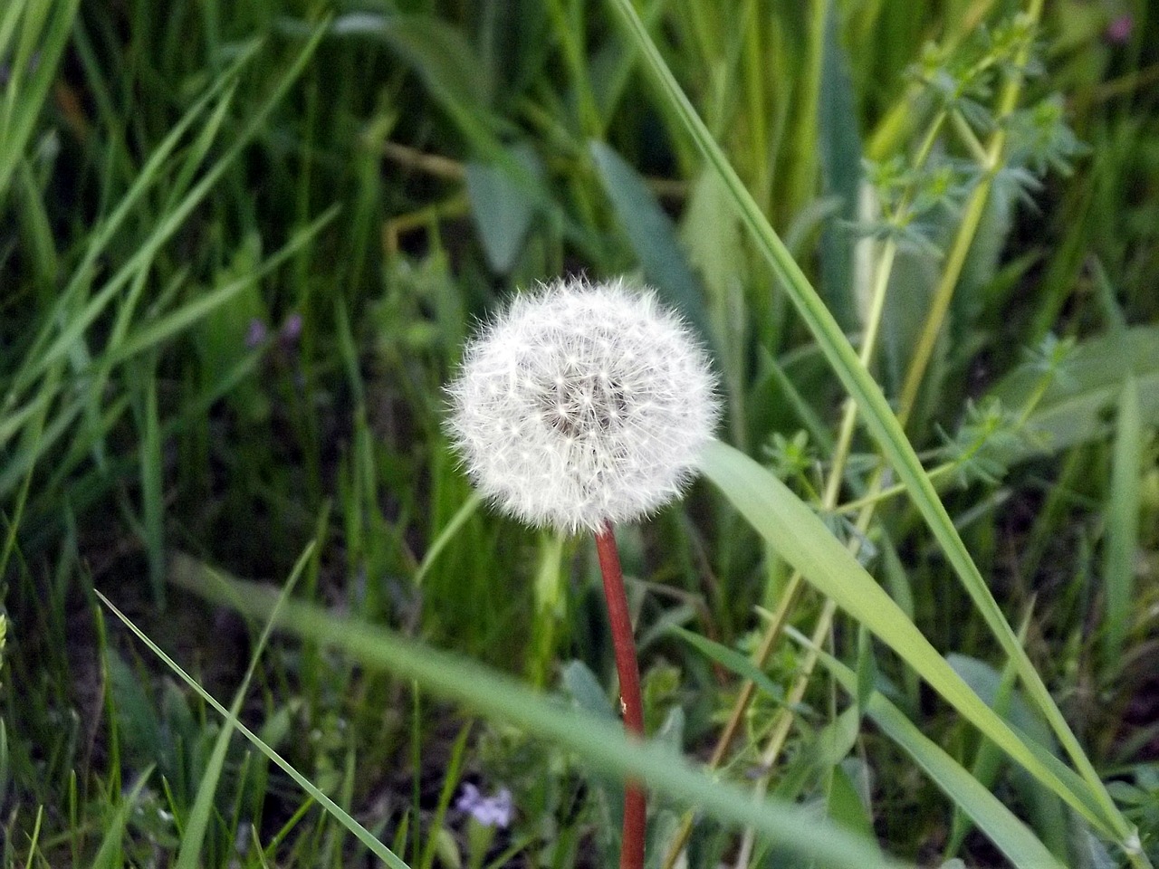 dandelion wind nature free photo