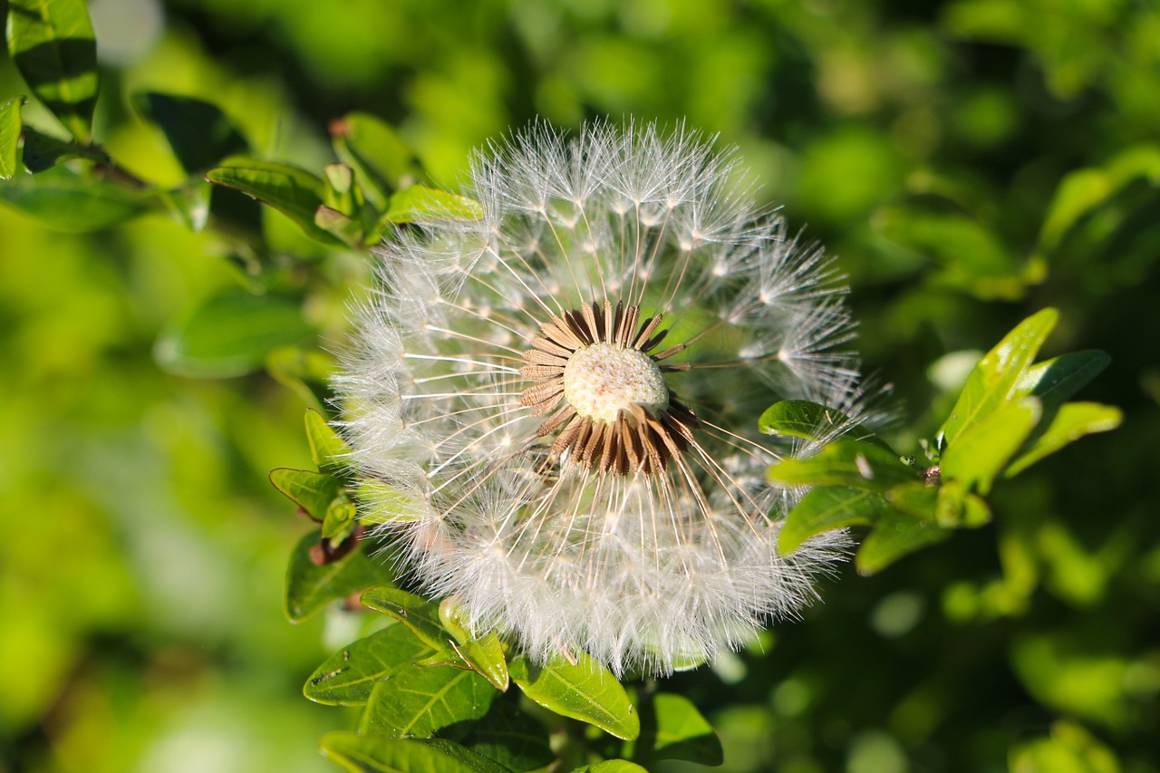 dandelion seeds plants green free photo