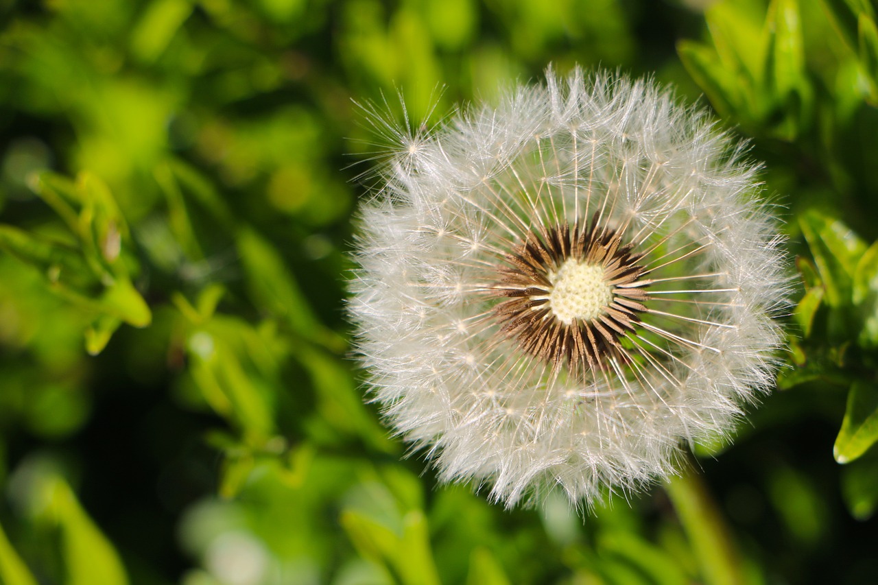 dandelion seeds plants green free photo