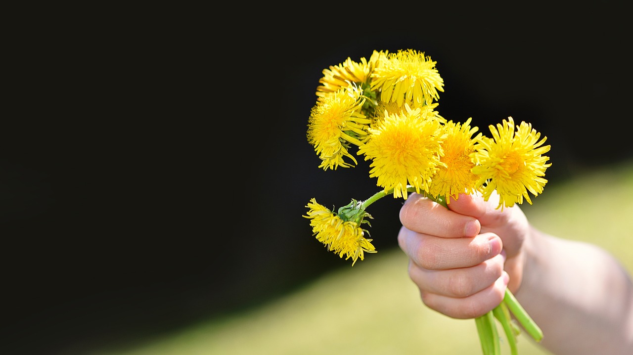 dandelion flowers wildflowers free photo