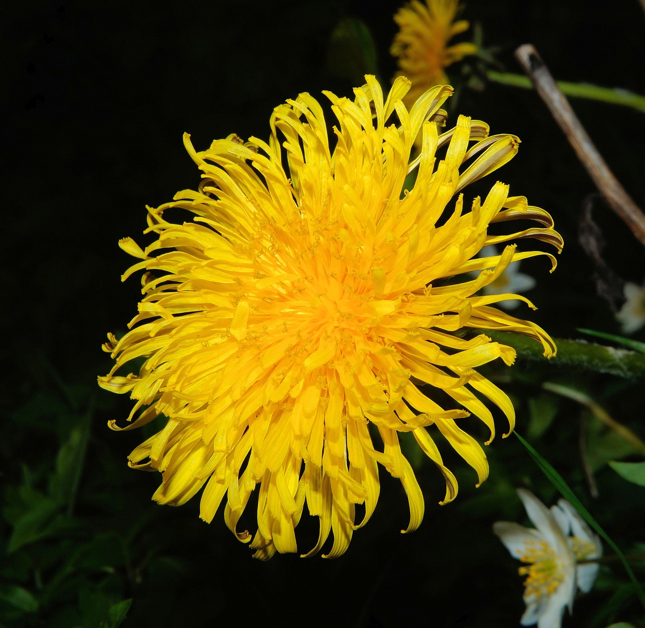 dandelion blossom bloom free photo