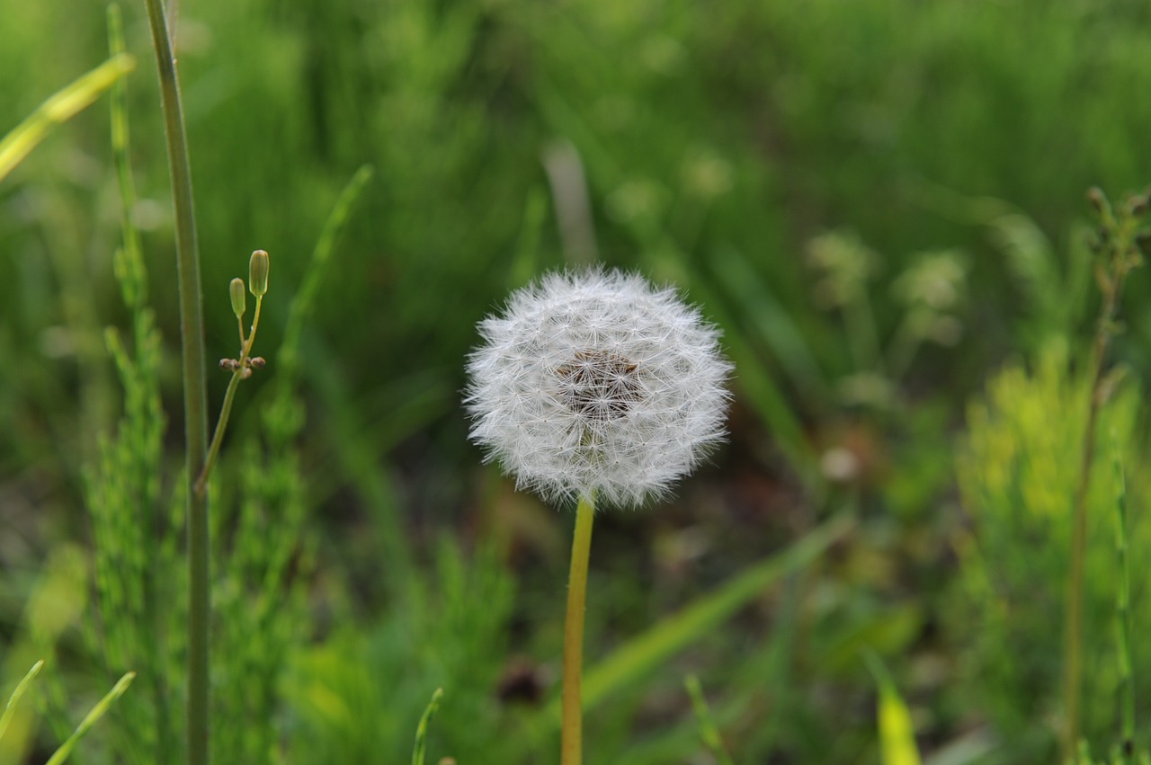 dandelion mr hall spring free photo