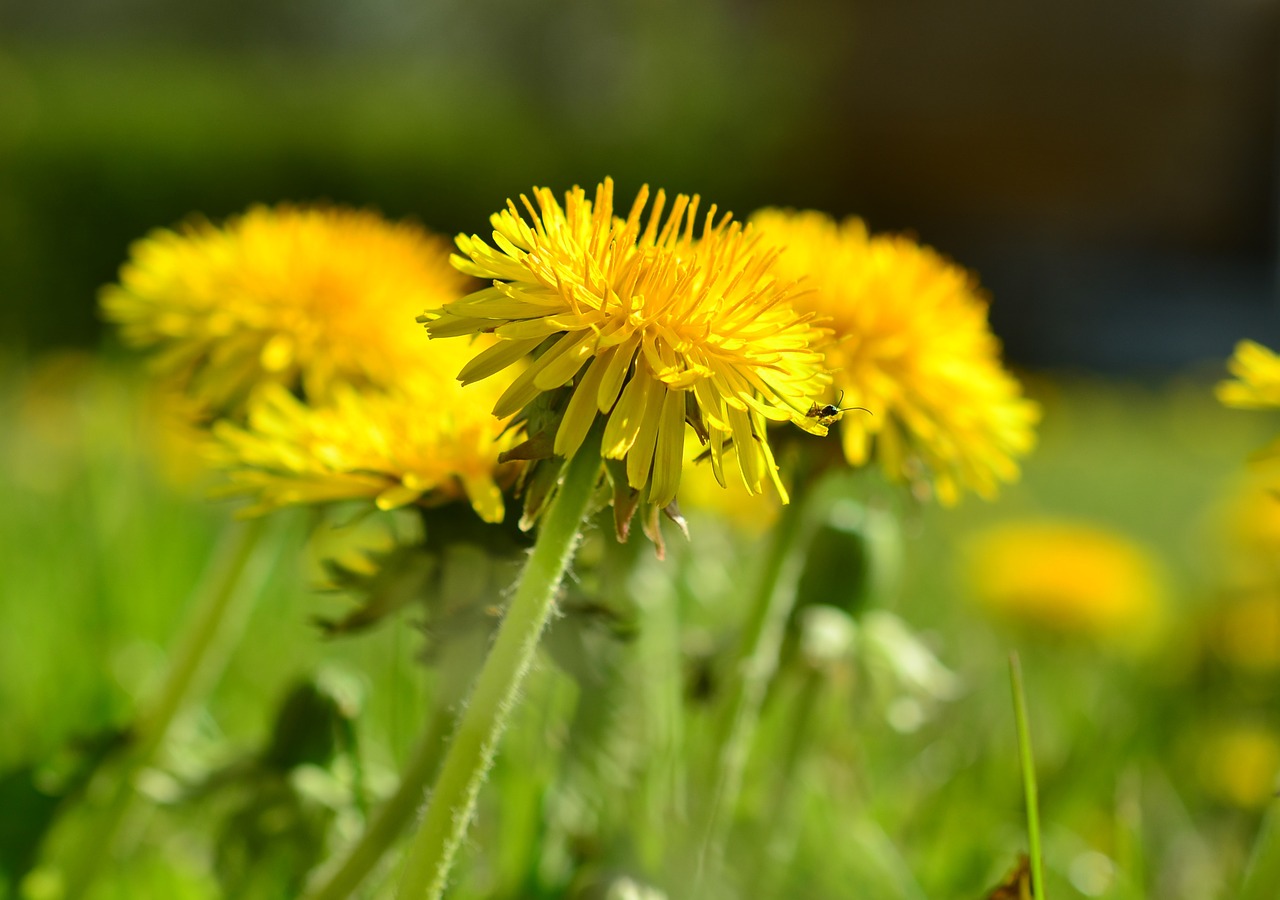 dandelion meadow yellow free photo