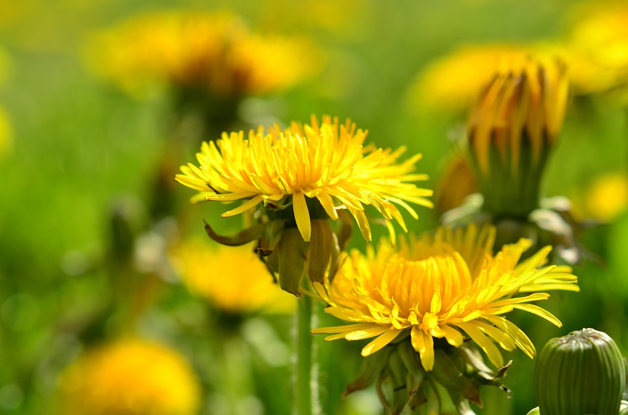 dandelion yellow spring free photo