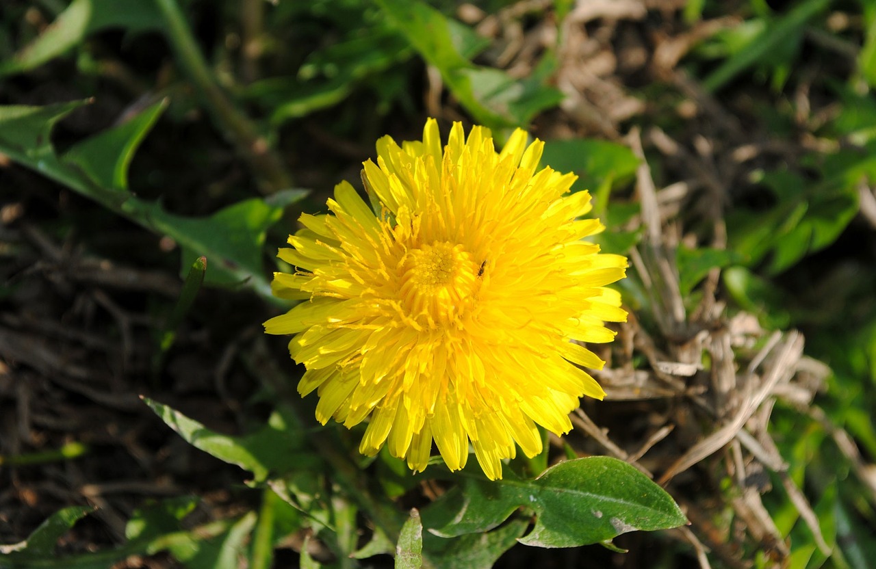 dandelion flower nature free photo