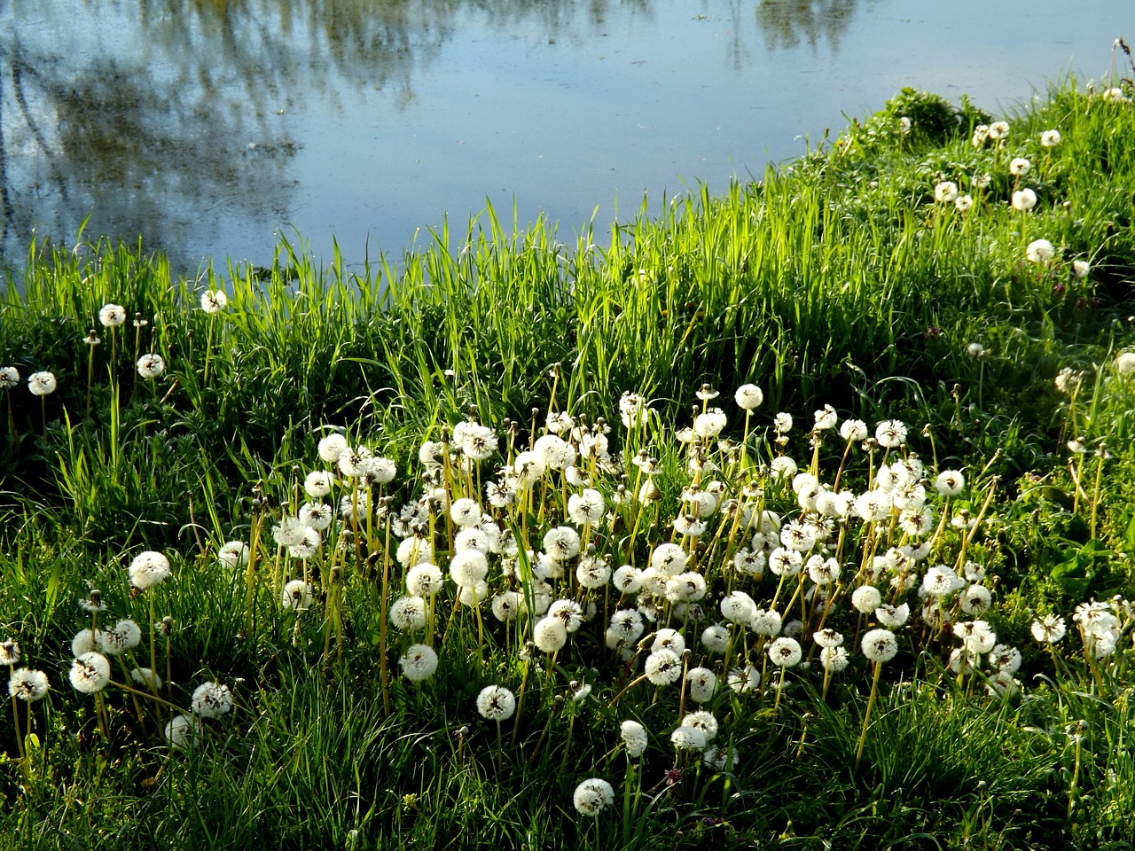 dandelion lake grass free photo