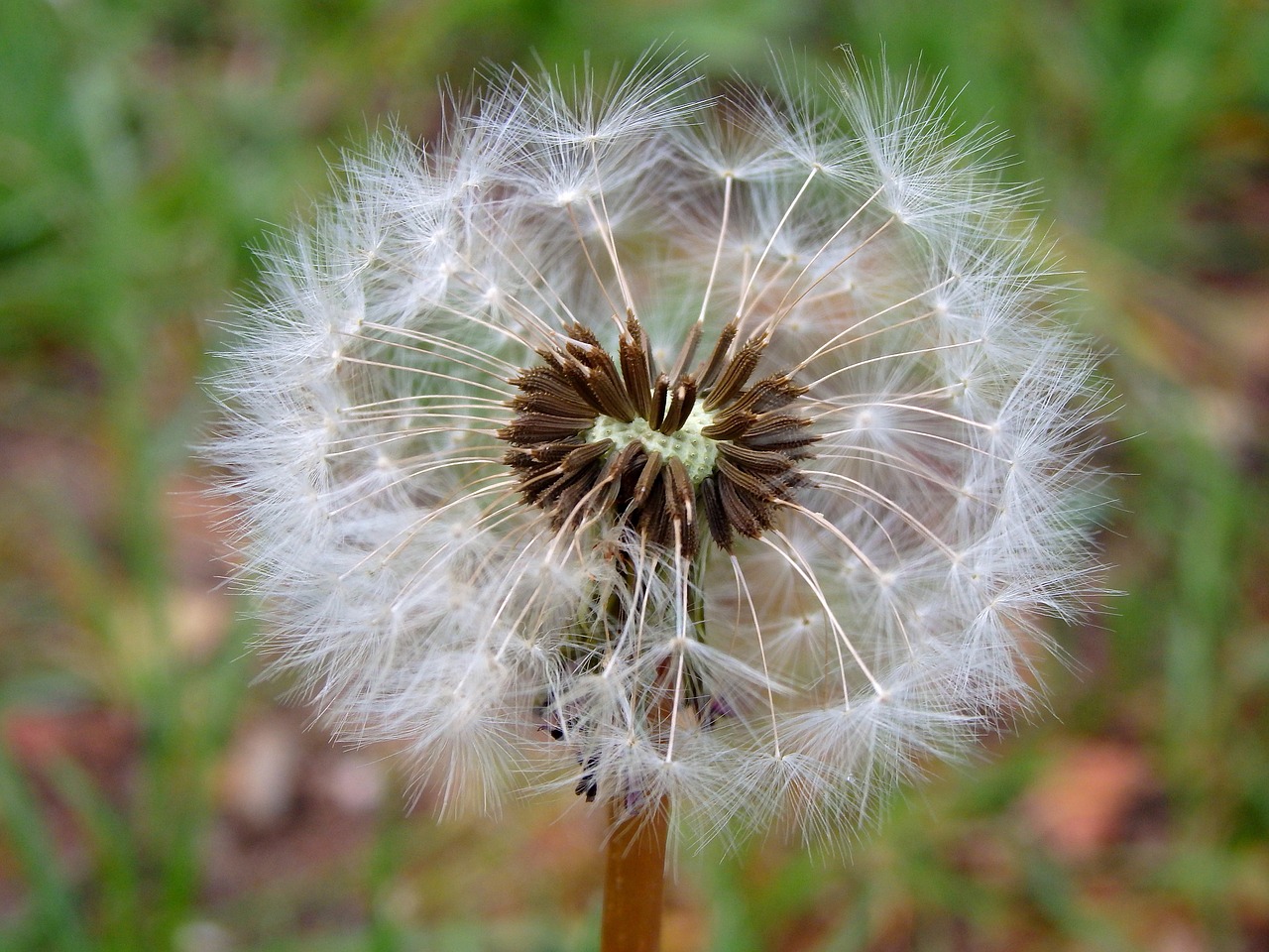 dandelion flower spring free photo