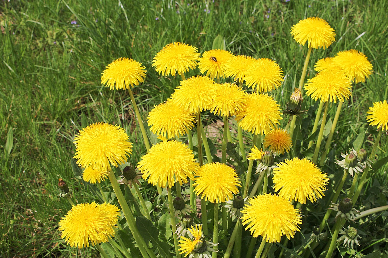 dandelion wild flower pointed flower free photo