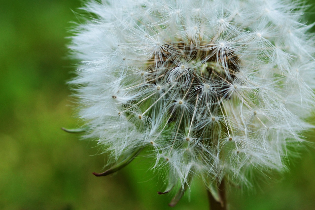 dandelion flower spring free photo