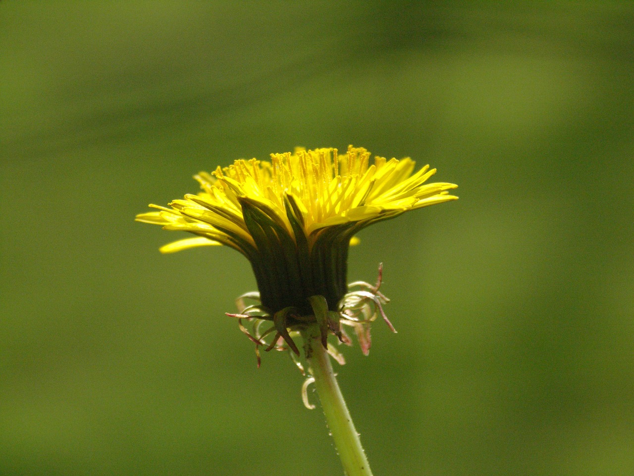 dandelion blossom bloom free photo