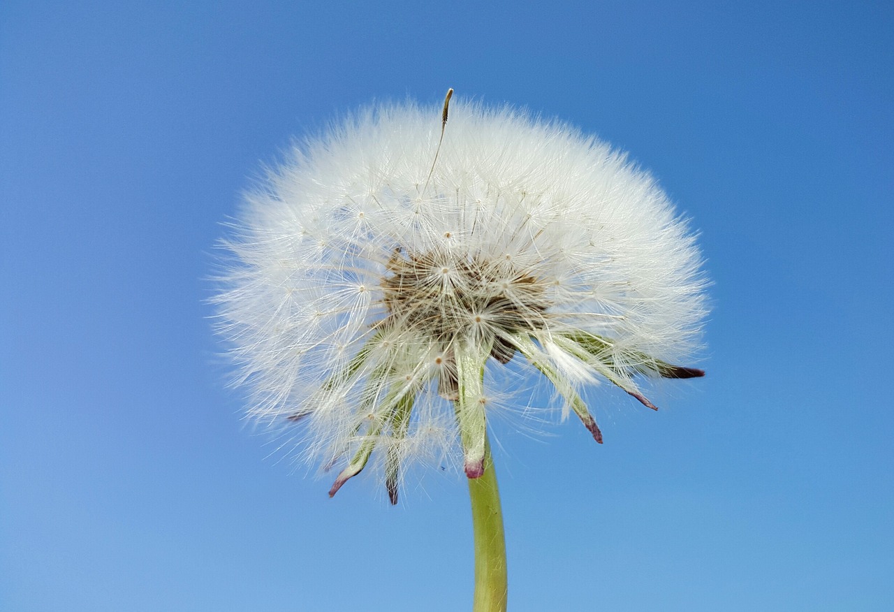 dandelion sky spring free photo