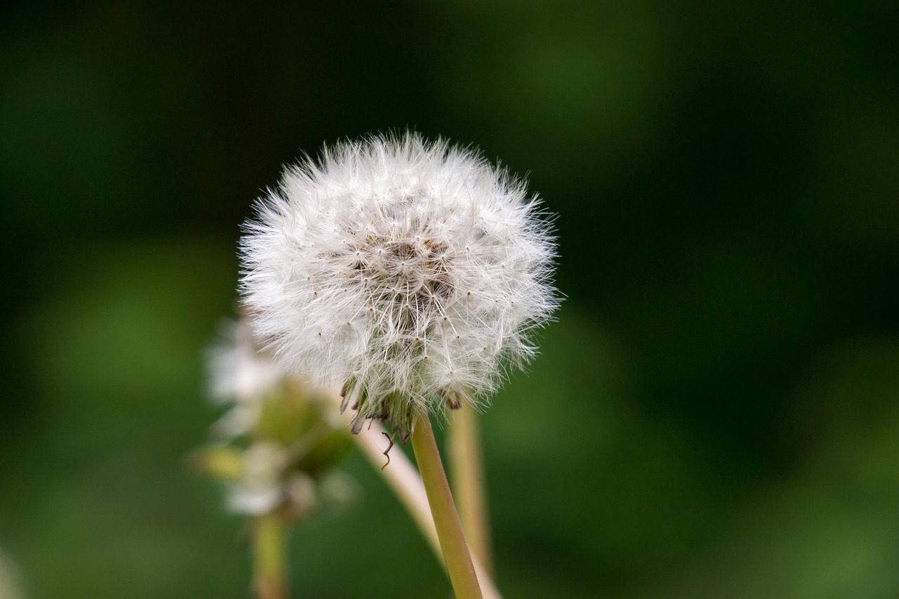 dandelion faded seeds free photo