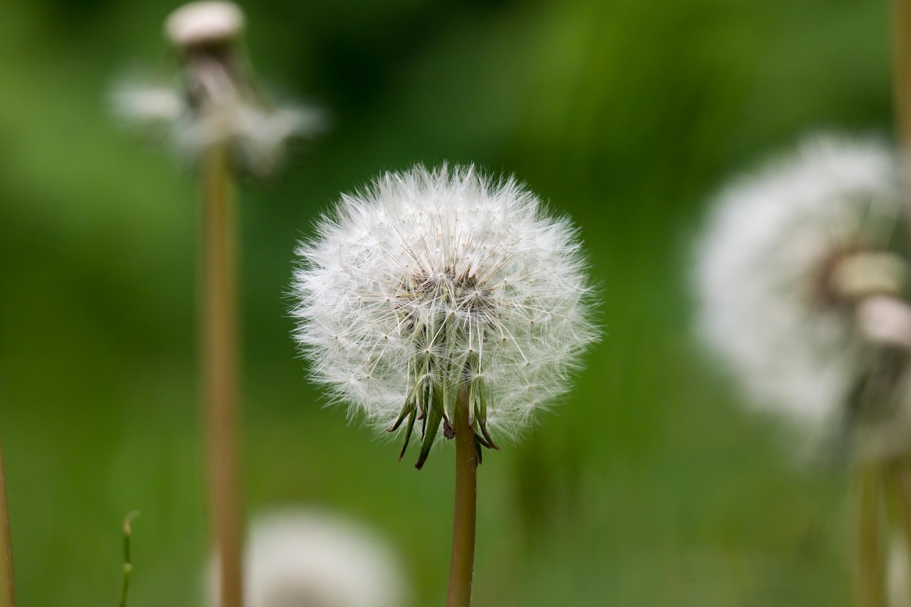 dandelion faded seeds free photo