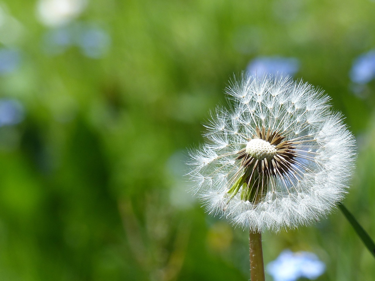 dandelion green flower free photo