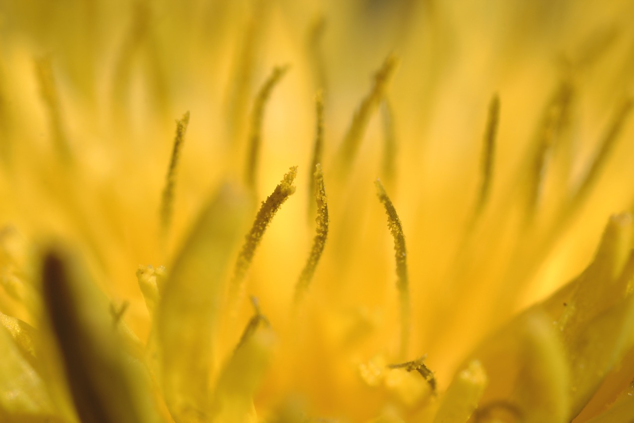 dandelion macro yellow free photo