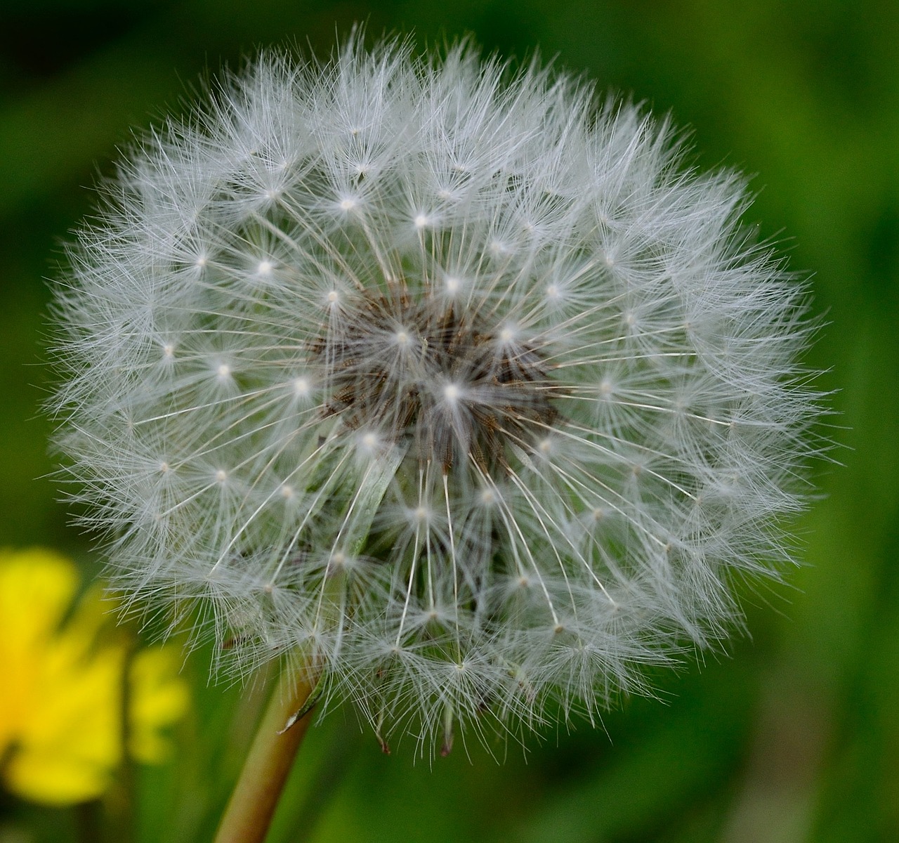 dandelion flower flowers free photo