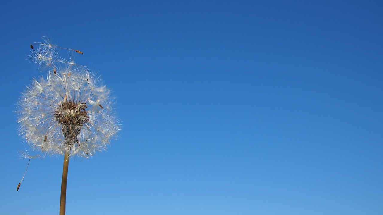 dandelion the spore the wind free photo