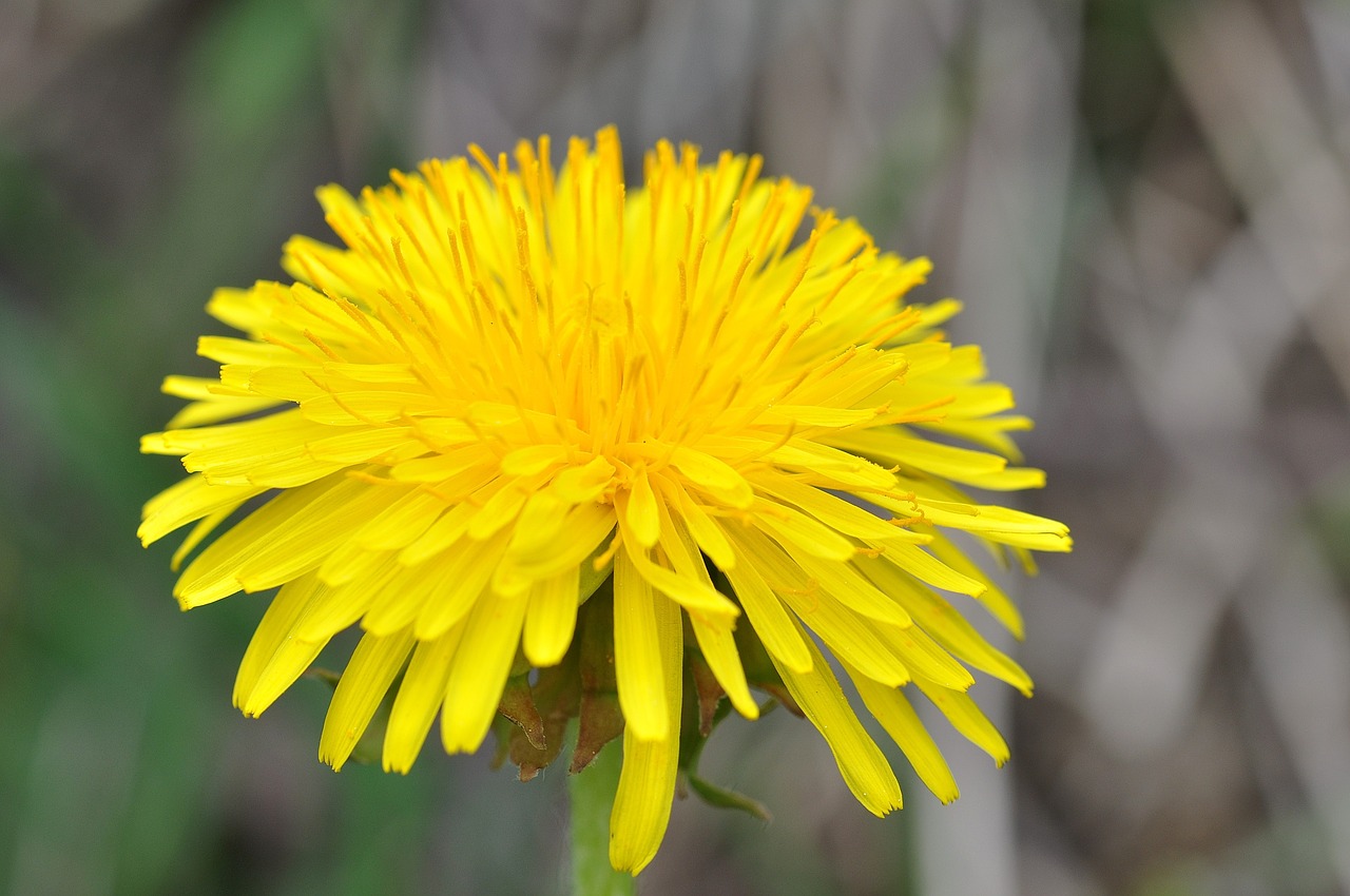 dandelion pointed flower flower free photo