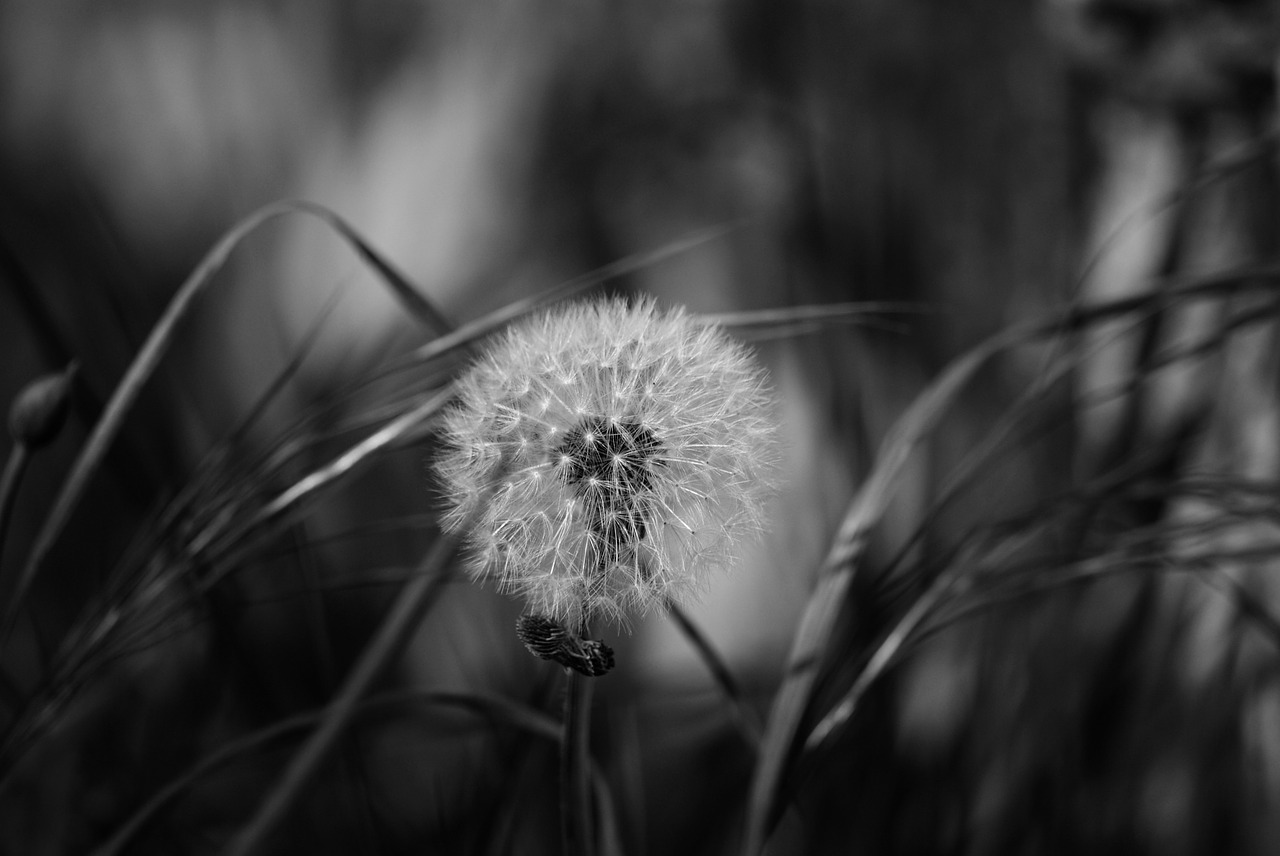 dandelion nature black white free photo