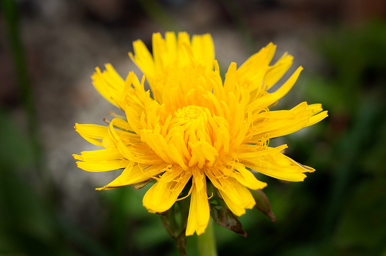 dandelion plant flower free photo