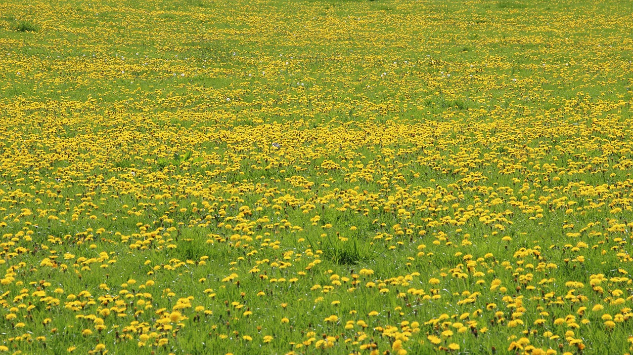 dandelion meadow yellow free photo