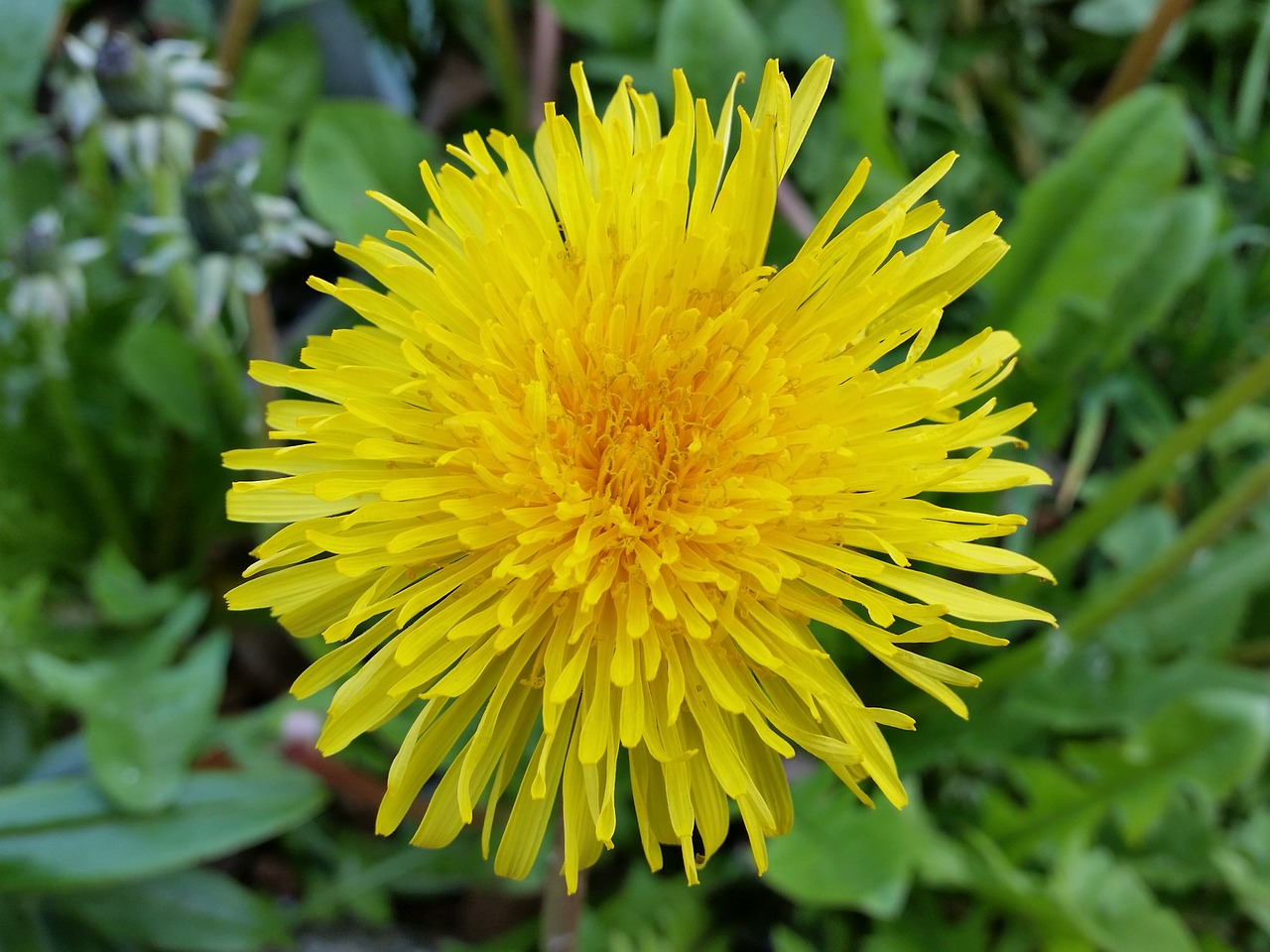 dandelion flower yellow free photo