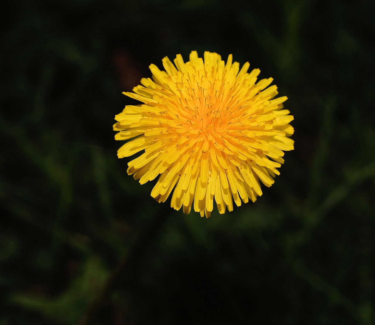 dandelion blossom bloom free photo