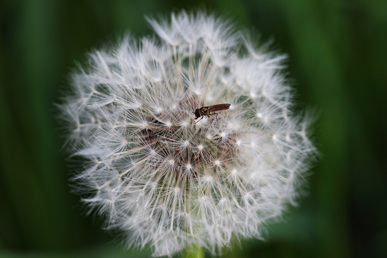 dandelion faded insect free photo