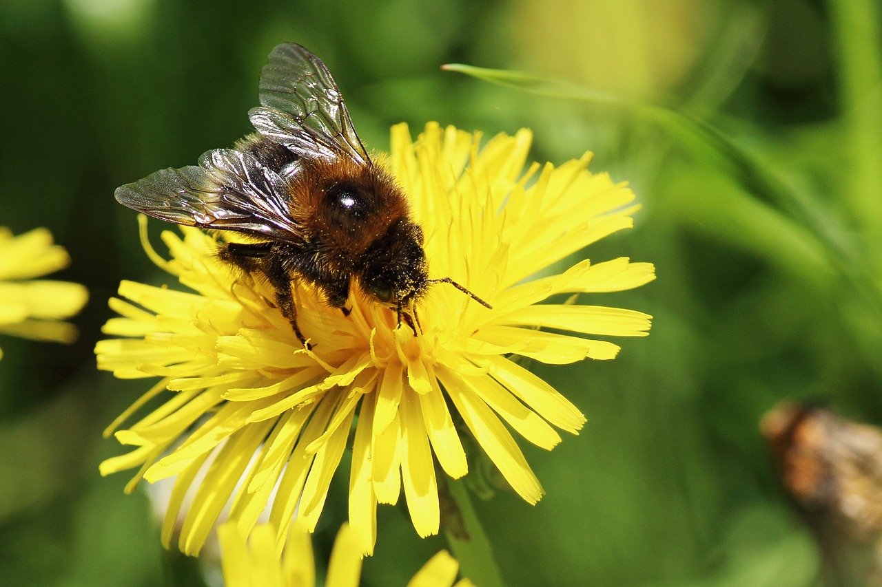 dandelion bee pollen pollen free photo