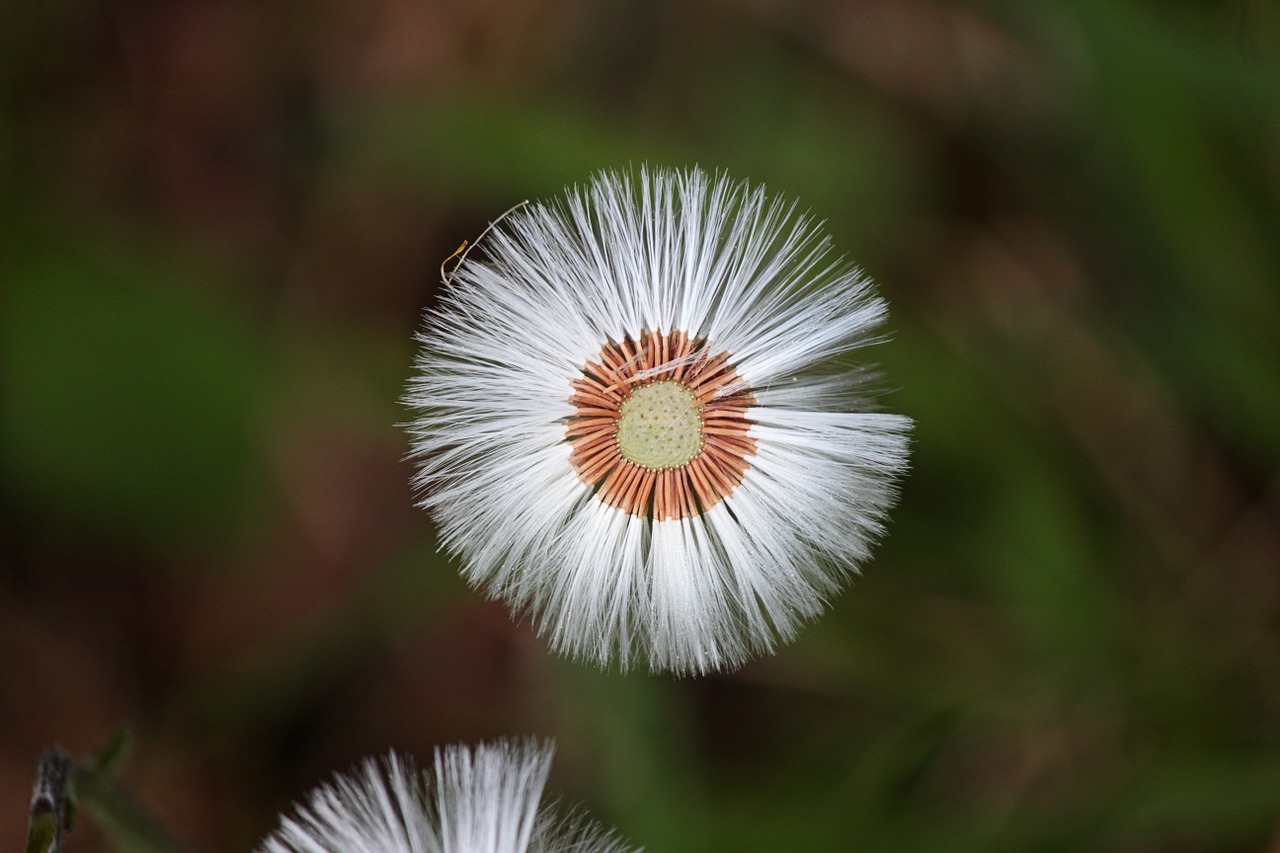 dandelion faded wreath free photo