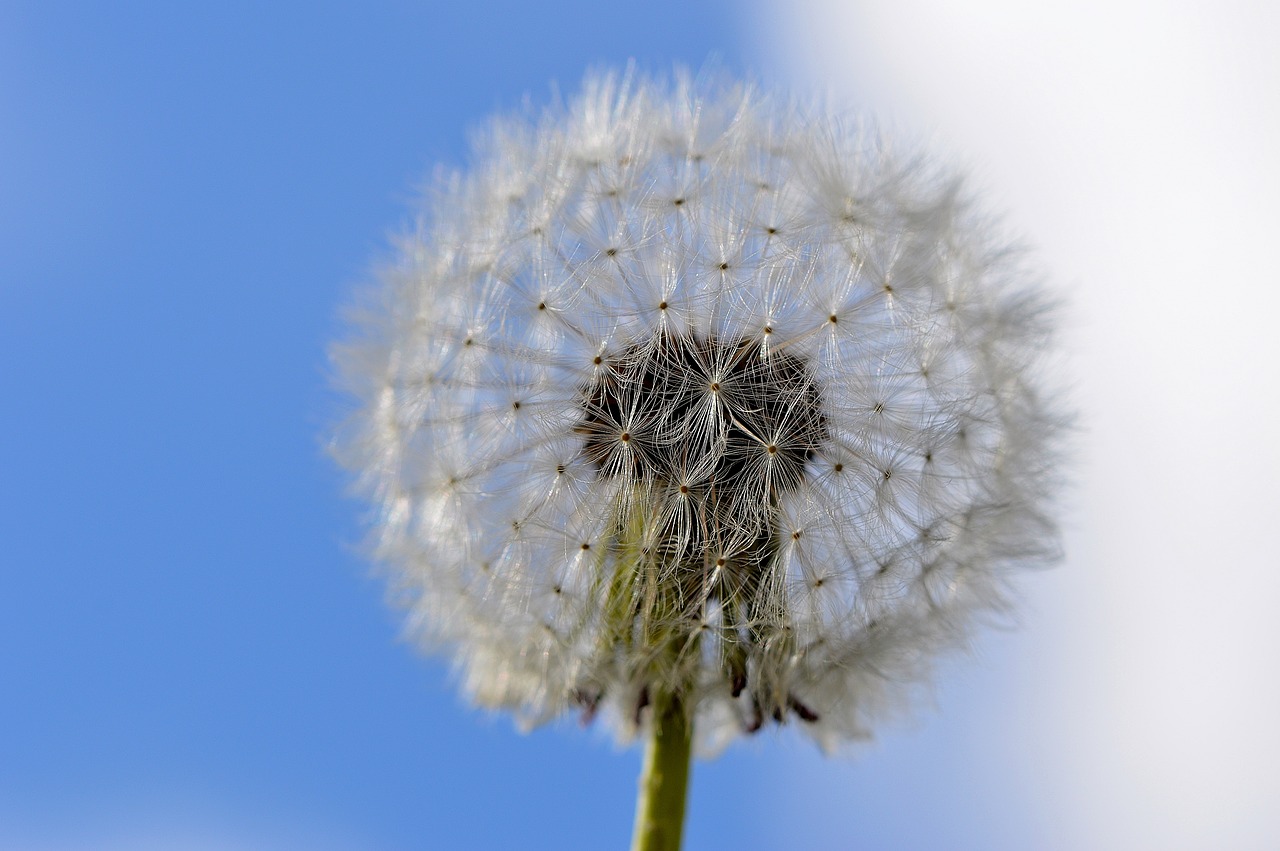 dandelion plant sun free photo