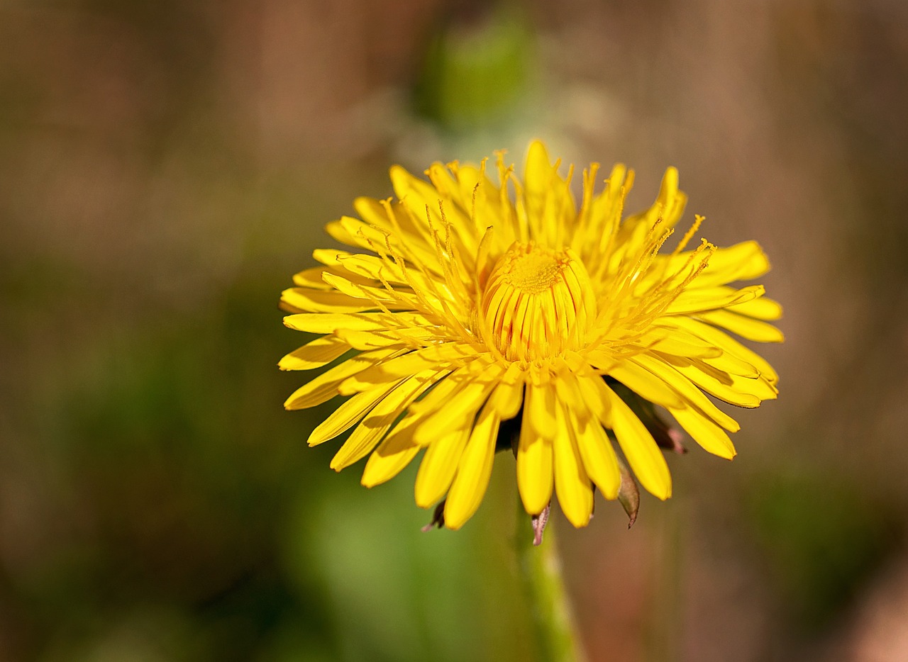 dandelion flower blossom free photo