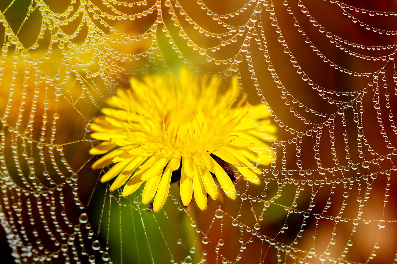 dandelion flower blossom free photo