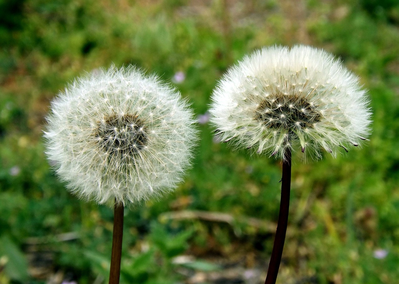 dandelion down plant free photo