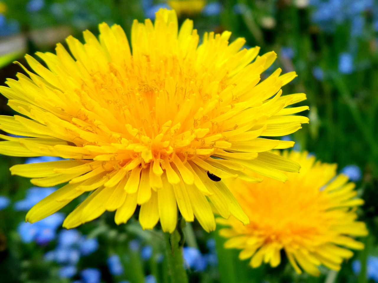 dandelion flower summer free photo