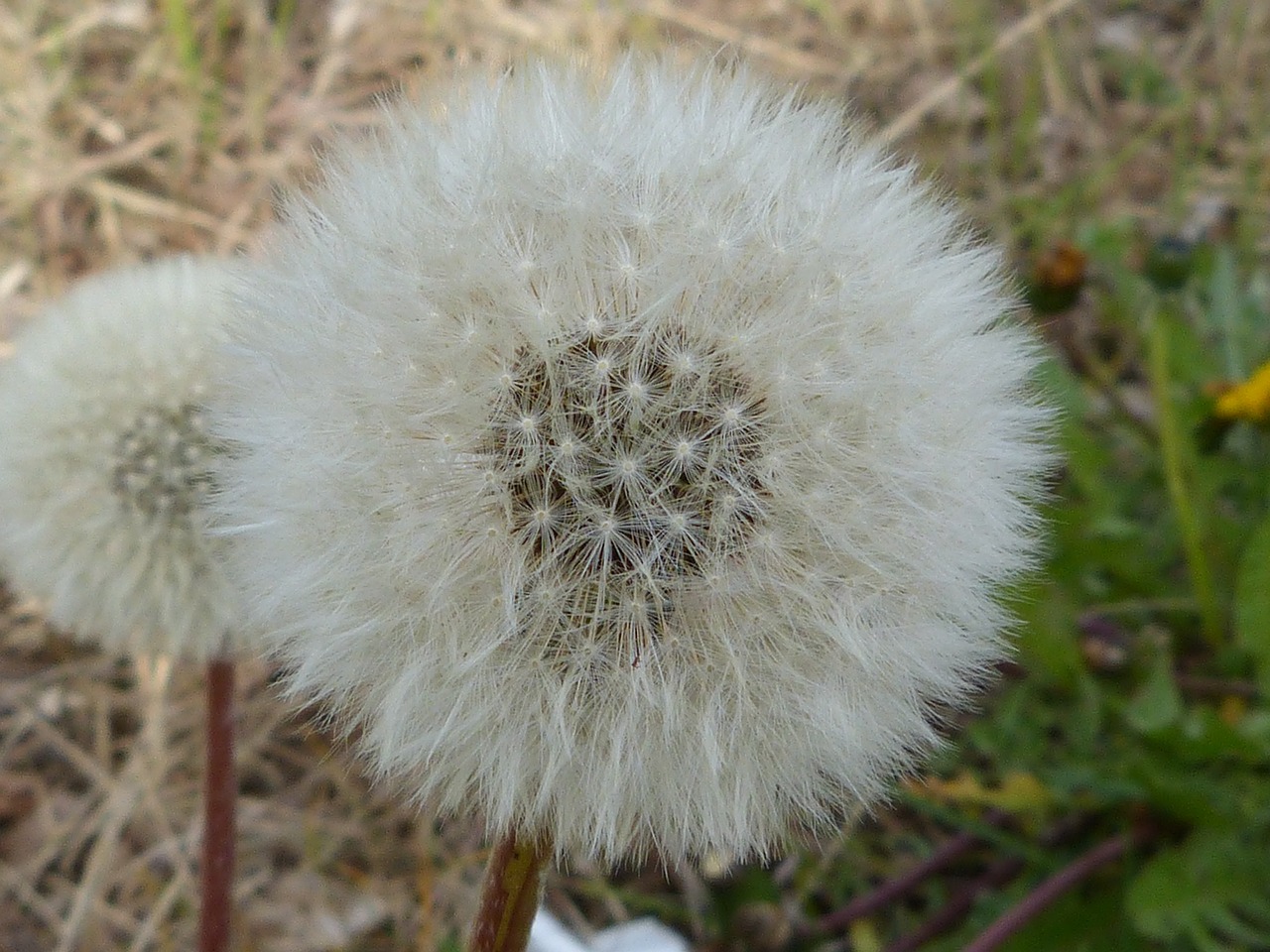 dandelion pollen seeds free photo