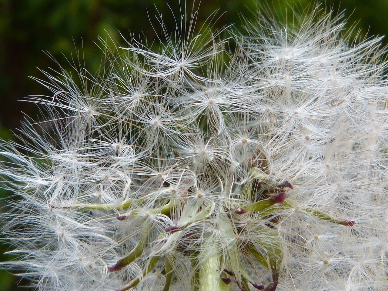 dandelion pollen seeds free photo