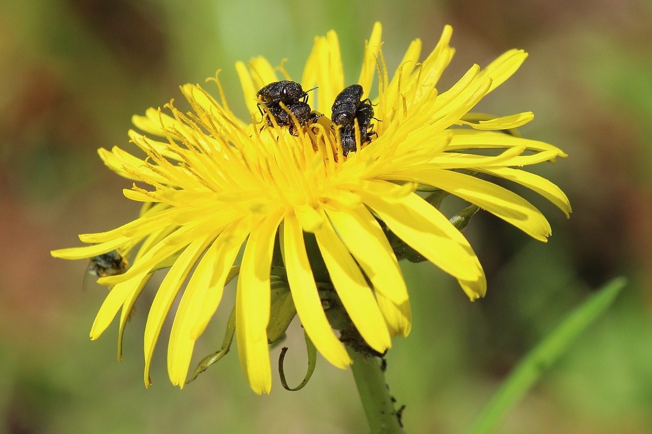 dandelion insect beetle free photo