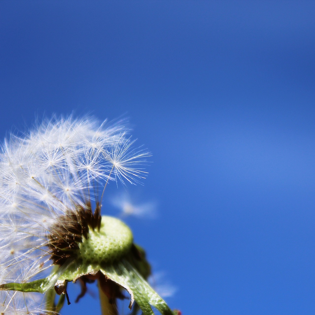 dandelion pointed flower flower free photo