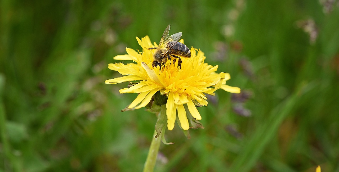 dandelion flower yellow free photo