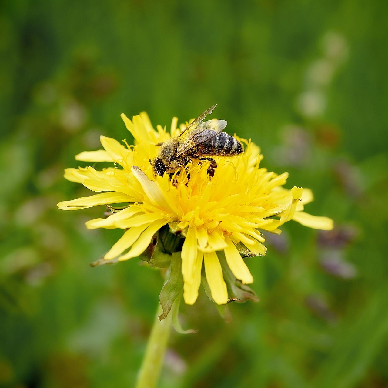 dandelion flower blossom free photo