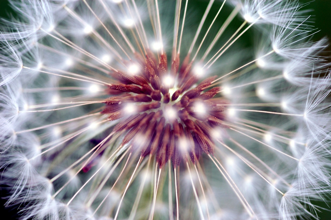 dandelion nature foreground free photo