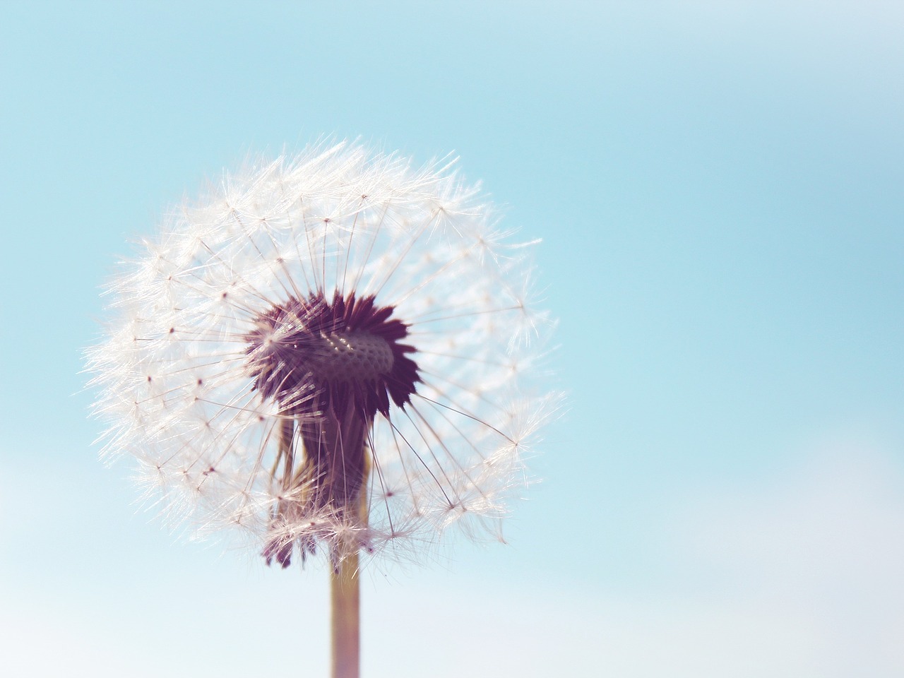 dandelion pointed flower flower free photo