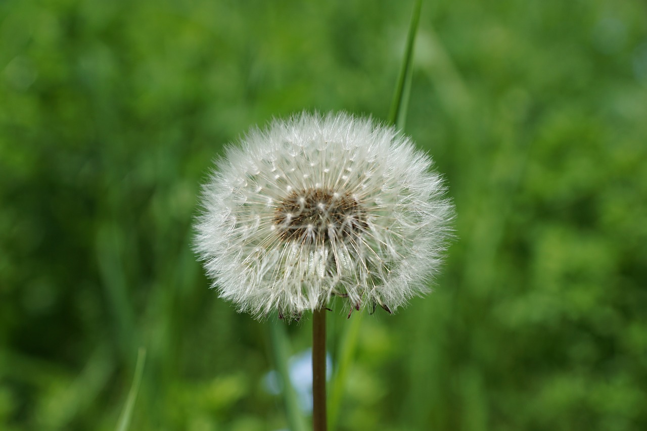 dandelion flower plant free photo