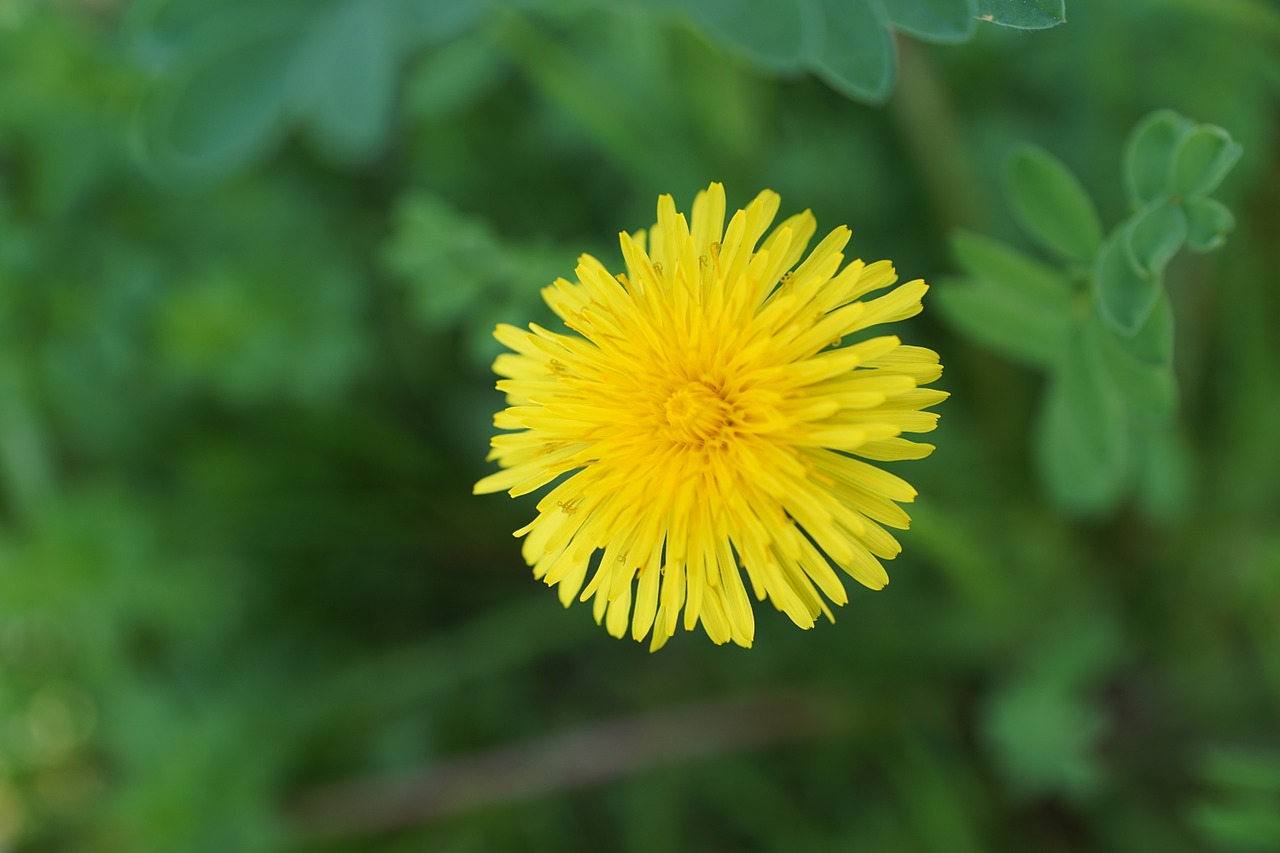 dandelion flower yellow free photo