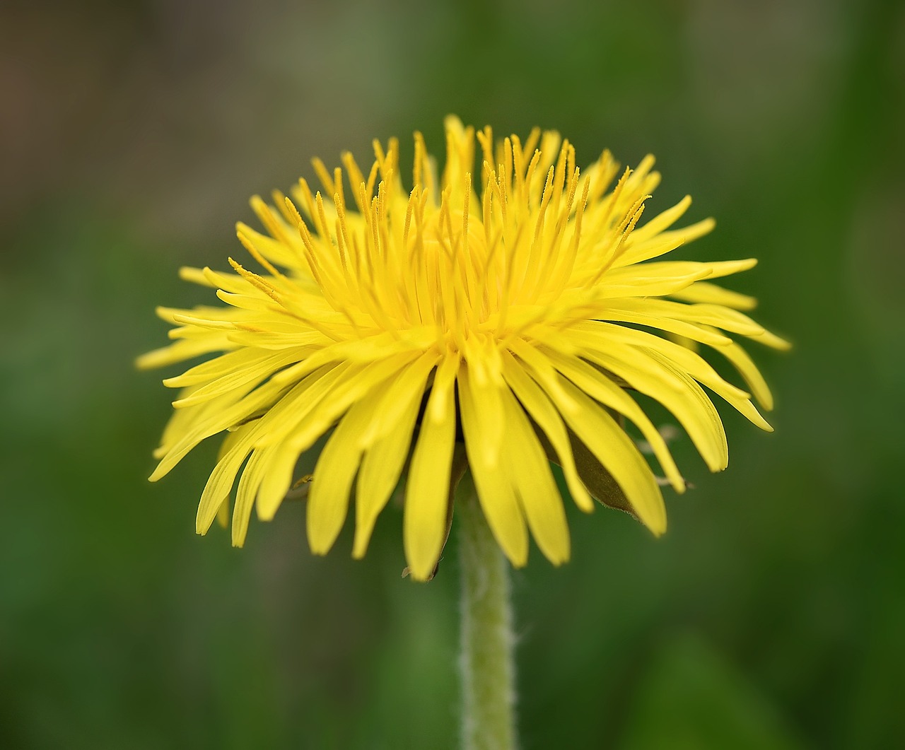 dandelion flower blossom free photo