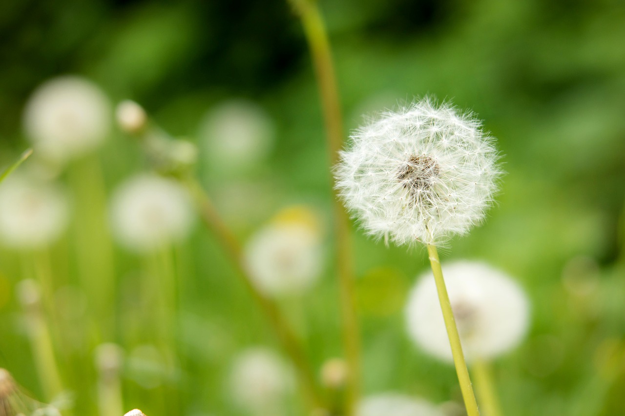 dandelion faded seeds free photo