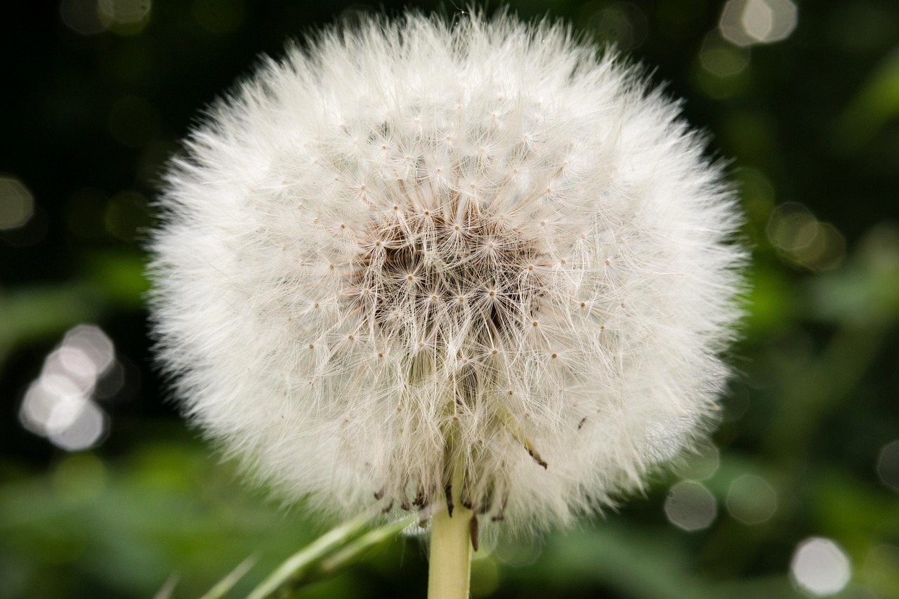 dandelion faded seeds free photo