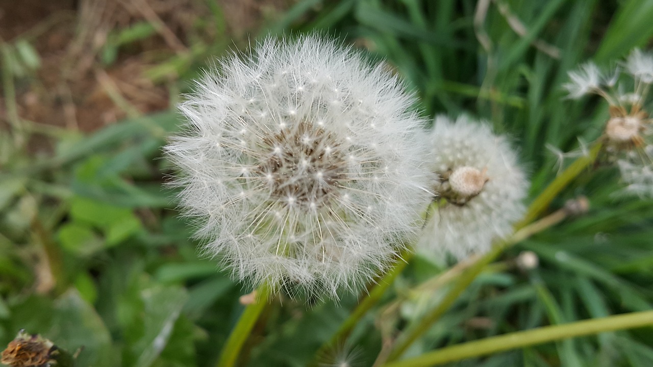 dandelion dandelion seeds dandelion flower free photo